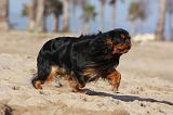 KING CHARLES SPANIEL 015